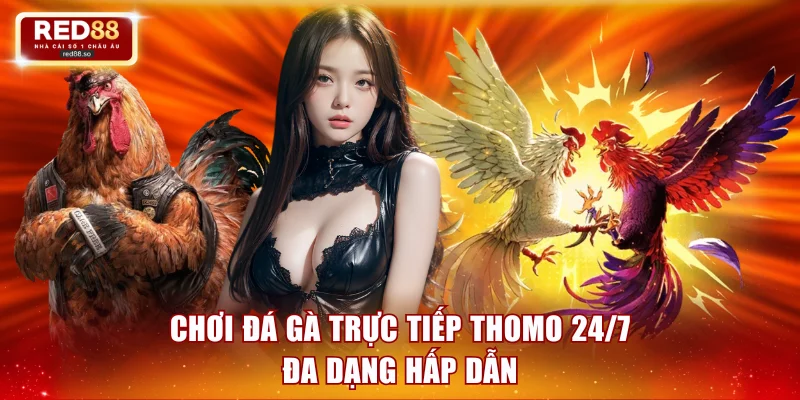Chơi đá gà trực tiếp Thomo 24/7 đa dạng hấp dẫn