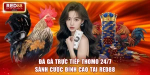 đá gà trực tiếp Thomo 24/7