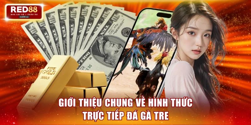 Giải thích chi tiết về trực tiếp đá gà tre