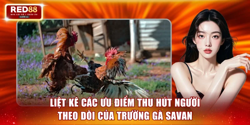 Liệt kê các ưu điểm thu hút người theo dõi của trường gà Savan