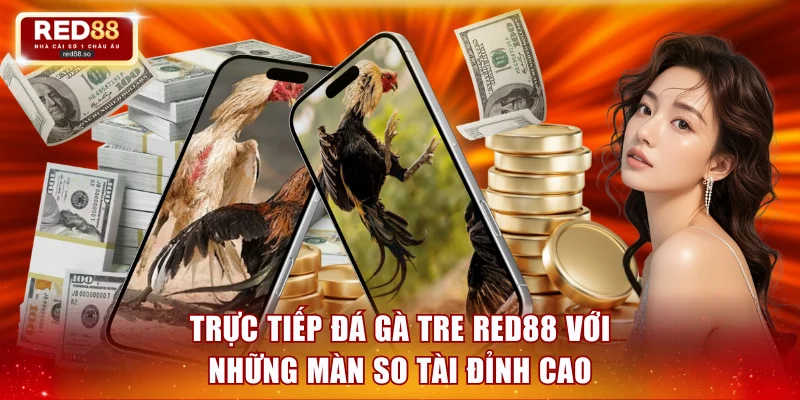Trực tiếp đá gà tre