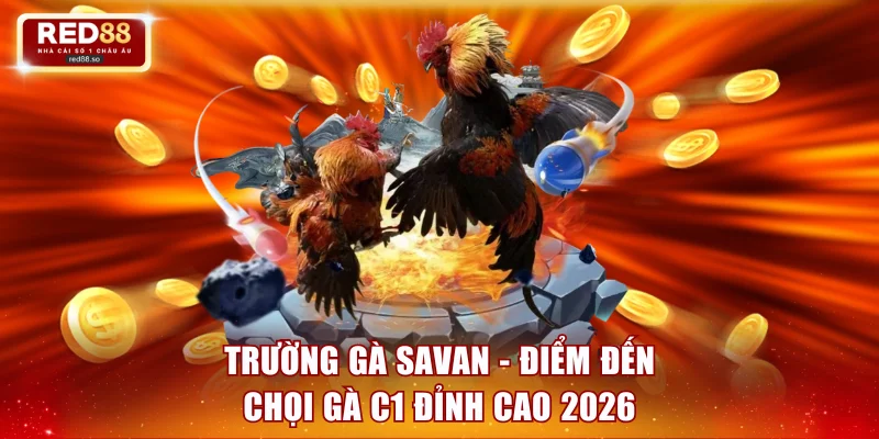 Trường gà Savan